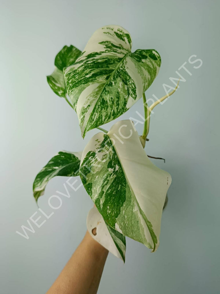 Monstera variegata albo extra white