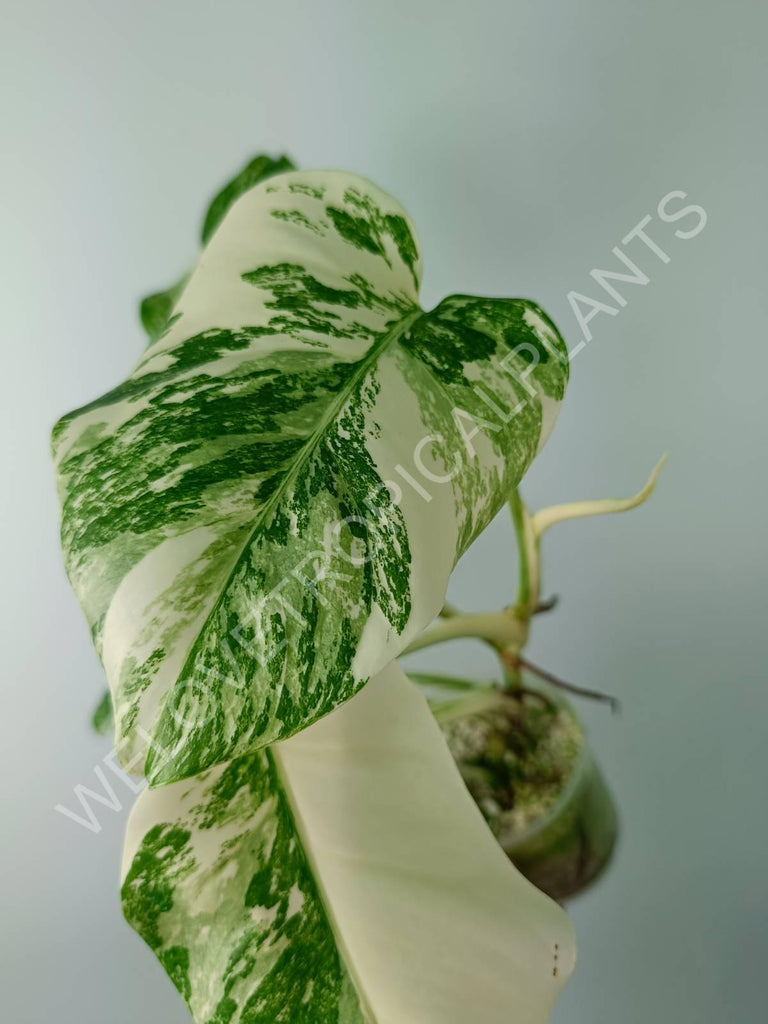 Monstera variegata albo extra white