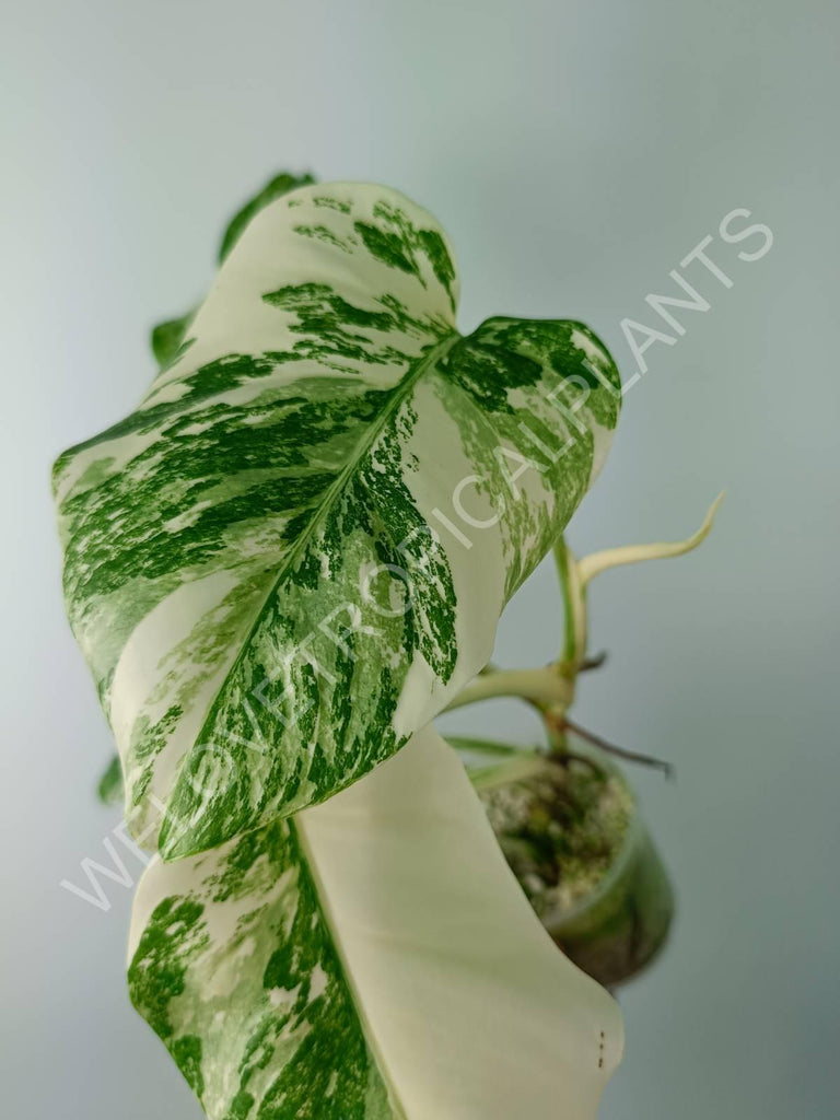 Monstera variegata albo extra white