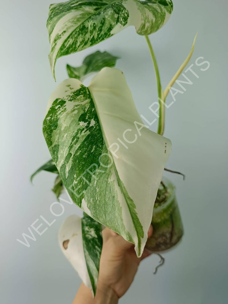 Monstera variegata albo extra white