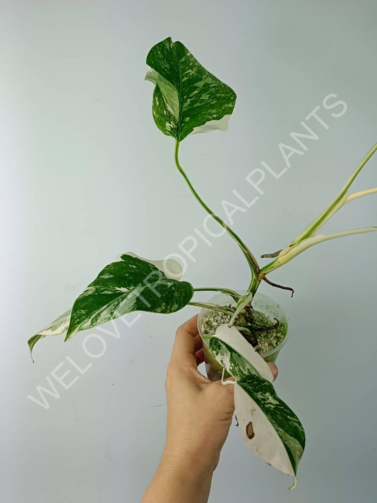 Monstera variegata albo extra white