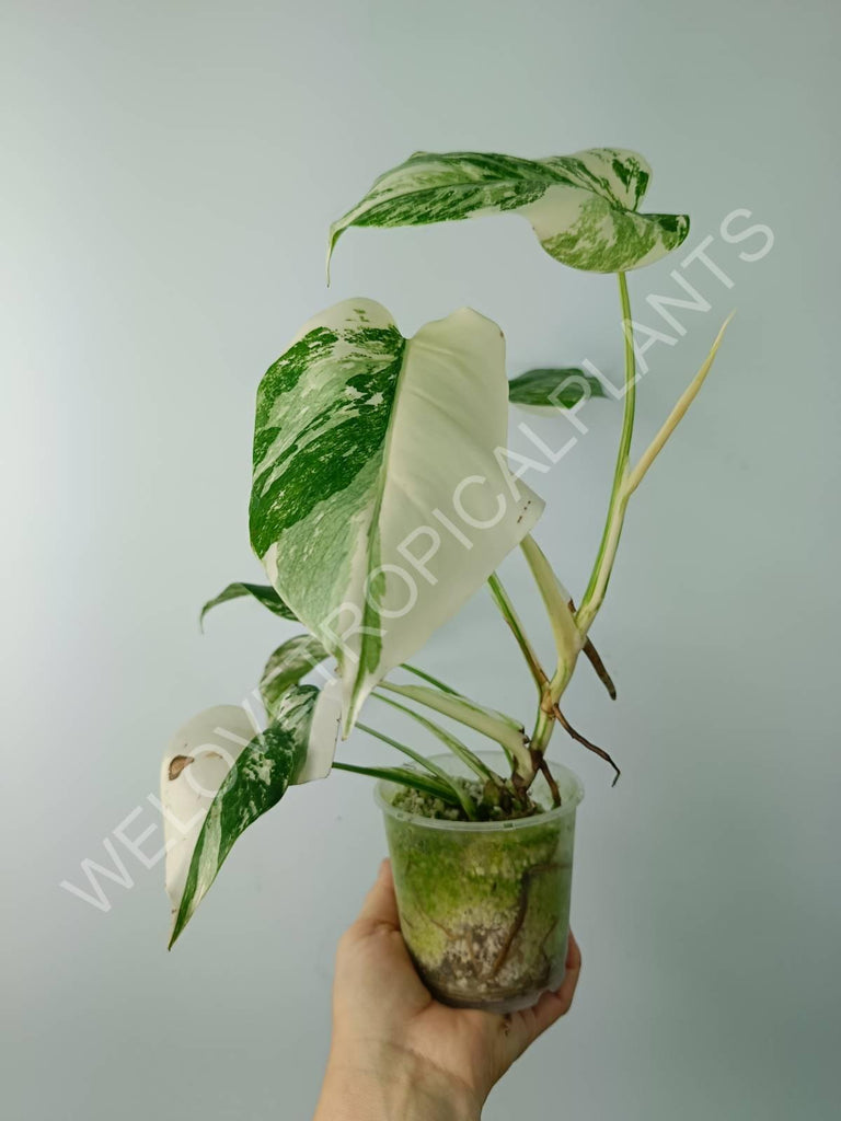 Monstera variegata albo extra white