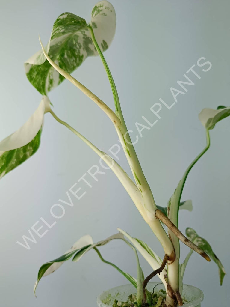 Monstera variegata albo extra white