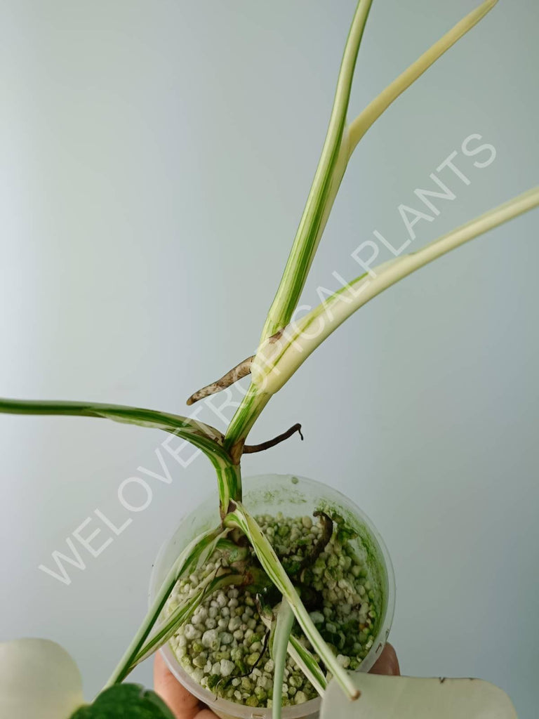 Monstera variegata albo extra white