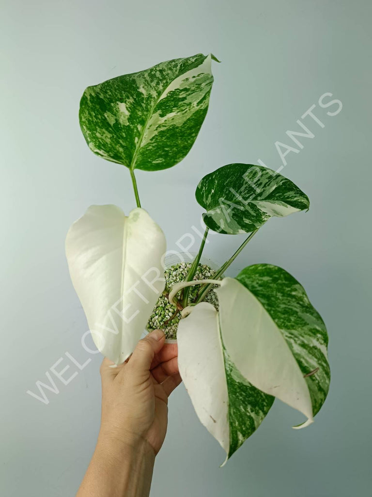 Monstera variegata albo extra white