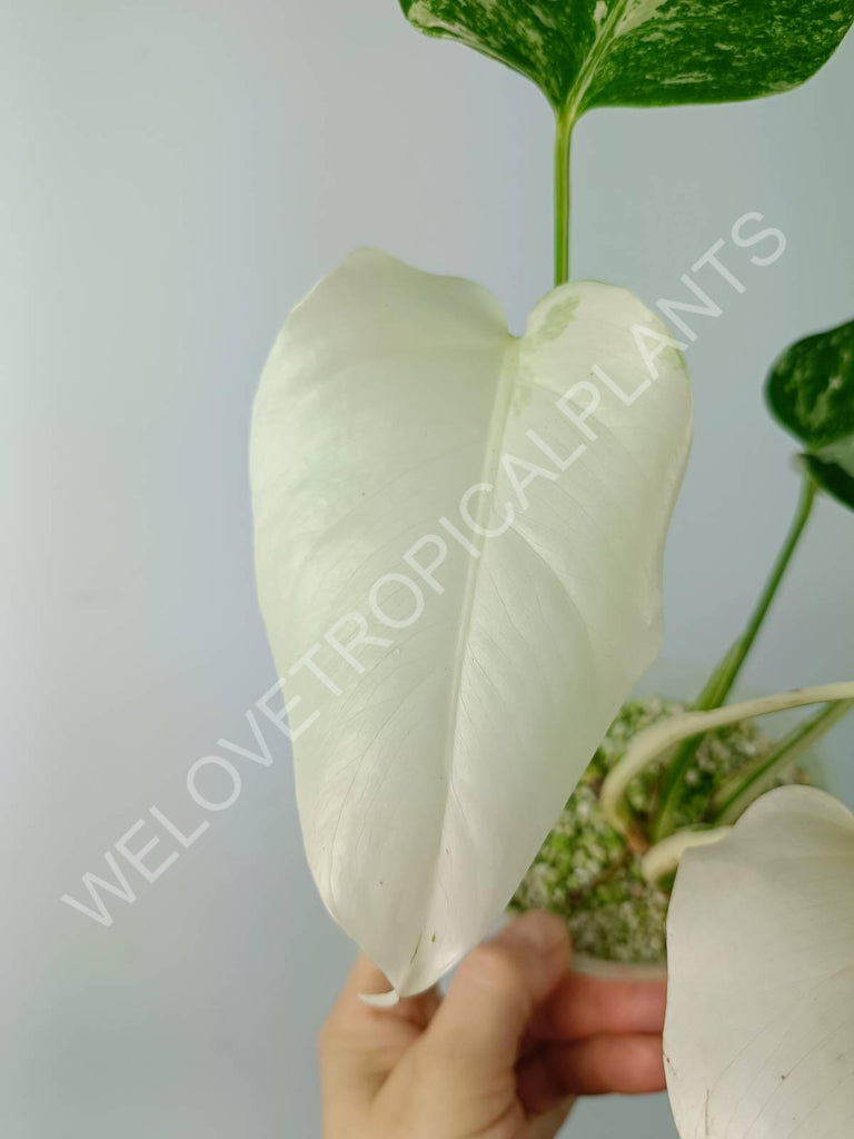 Monstera variegata albo extra white