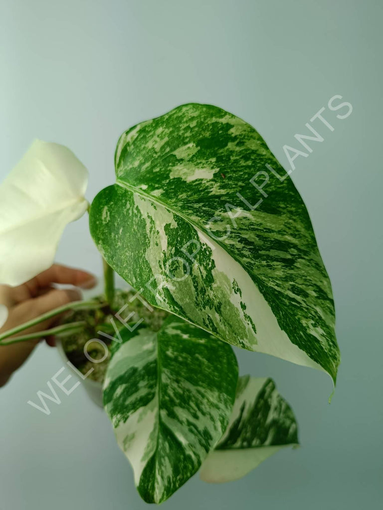 Monstera variegata albo extra white