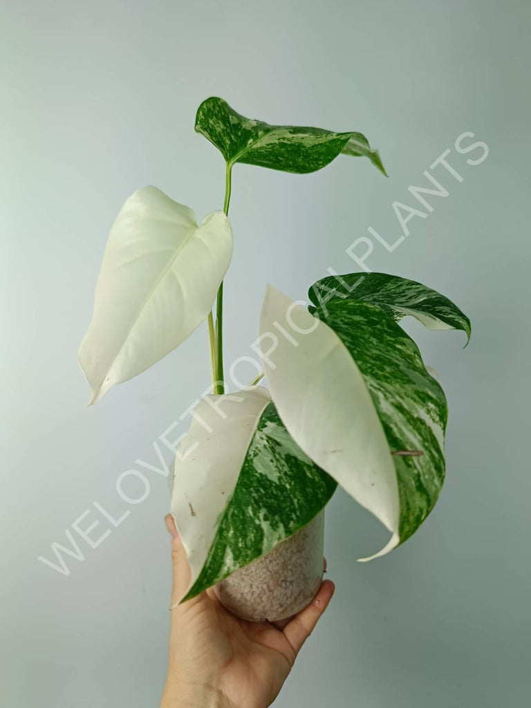 Monstera variegata albo extra white