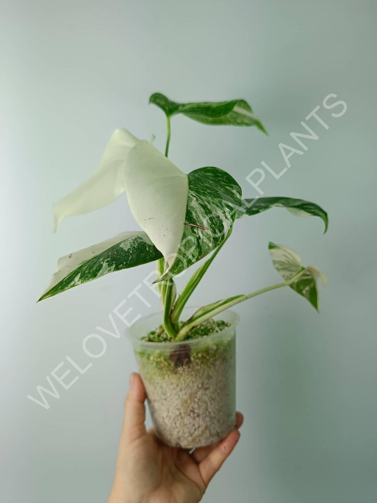 Monstera variegata albo extra white