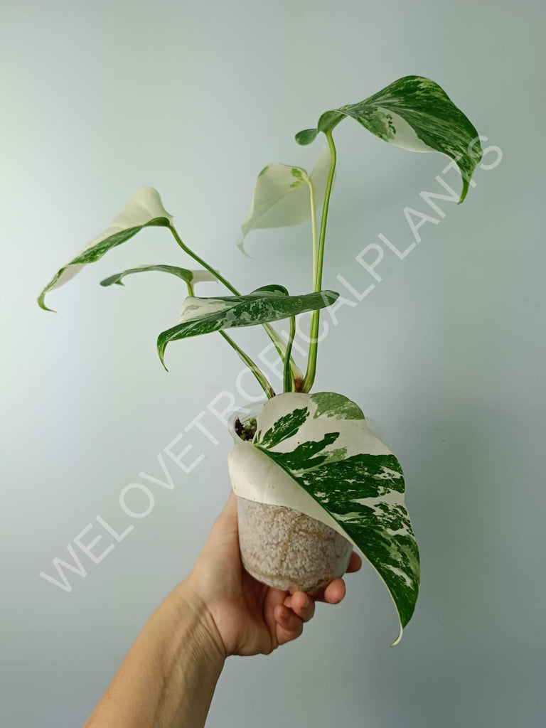 Monstera variegata albo extra white