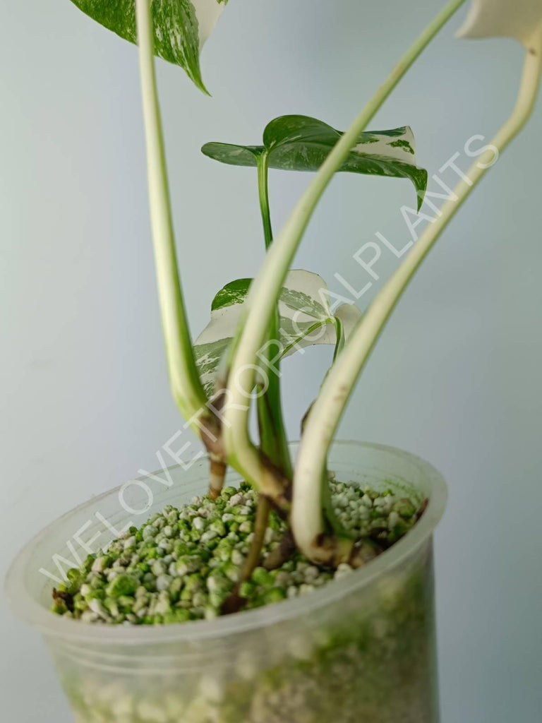 Monstera variegata albo extra white