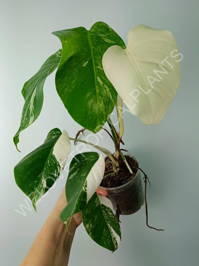 Monstera variegata albo extra white