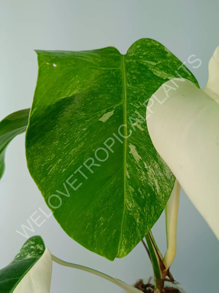 Monstera variegata albo extra white