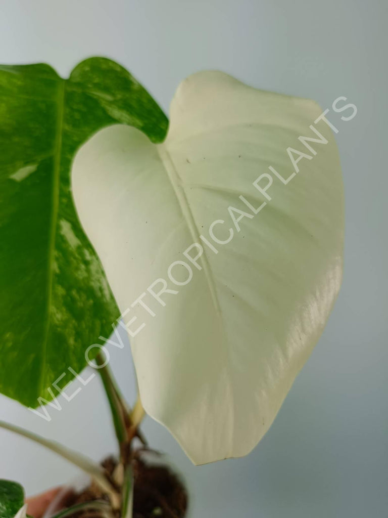 Monstera variegata albo extra white