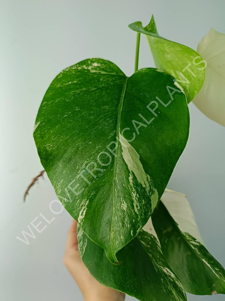 Monstera variegata albo extra white