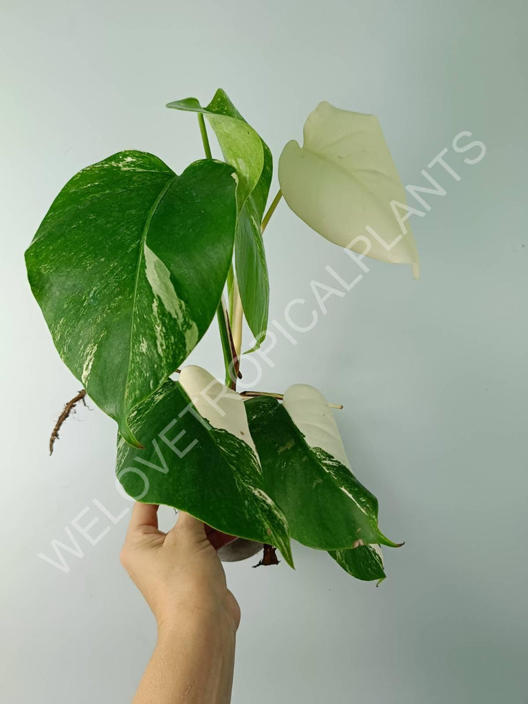 Monstera variegata albo extra white