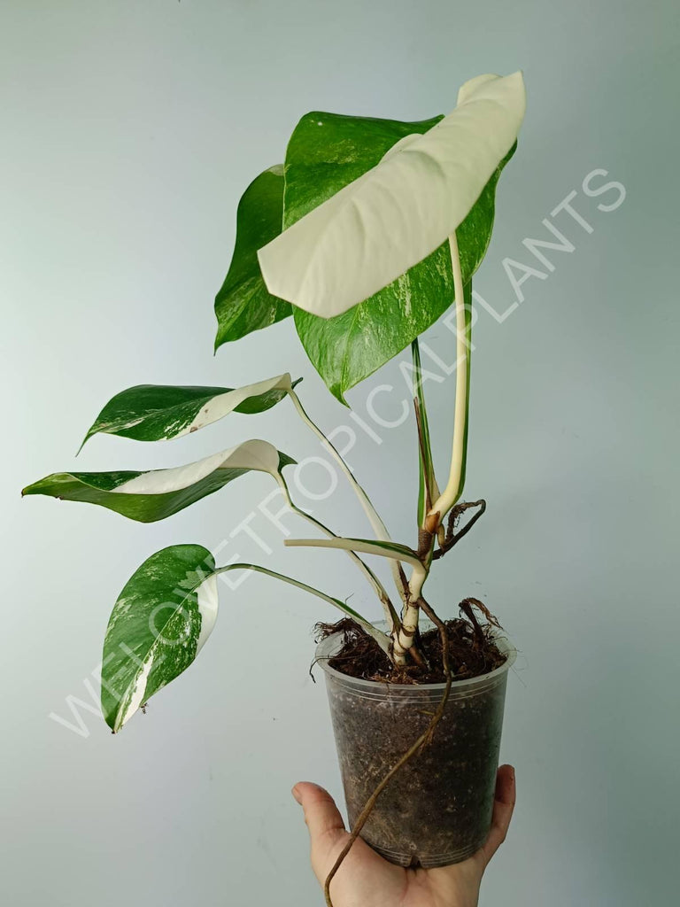 Monstera variegata albo extra white