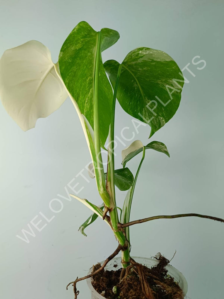 Monstera variegata albo extra white