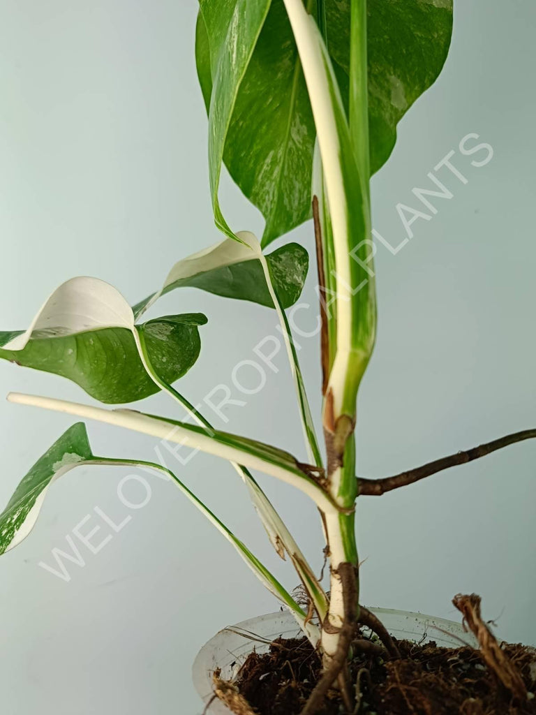 Monstera variegata albo extra white