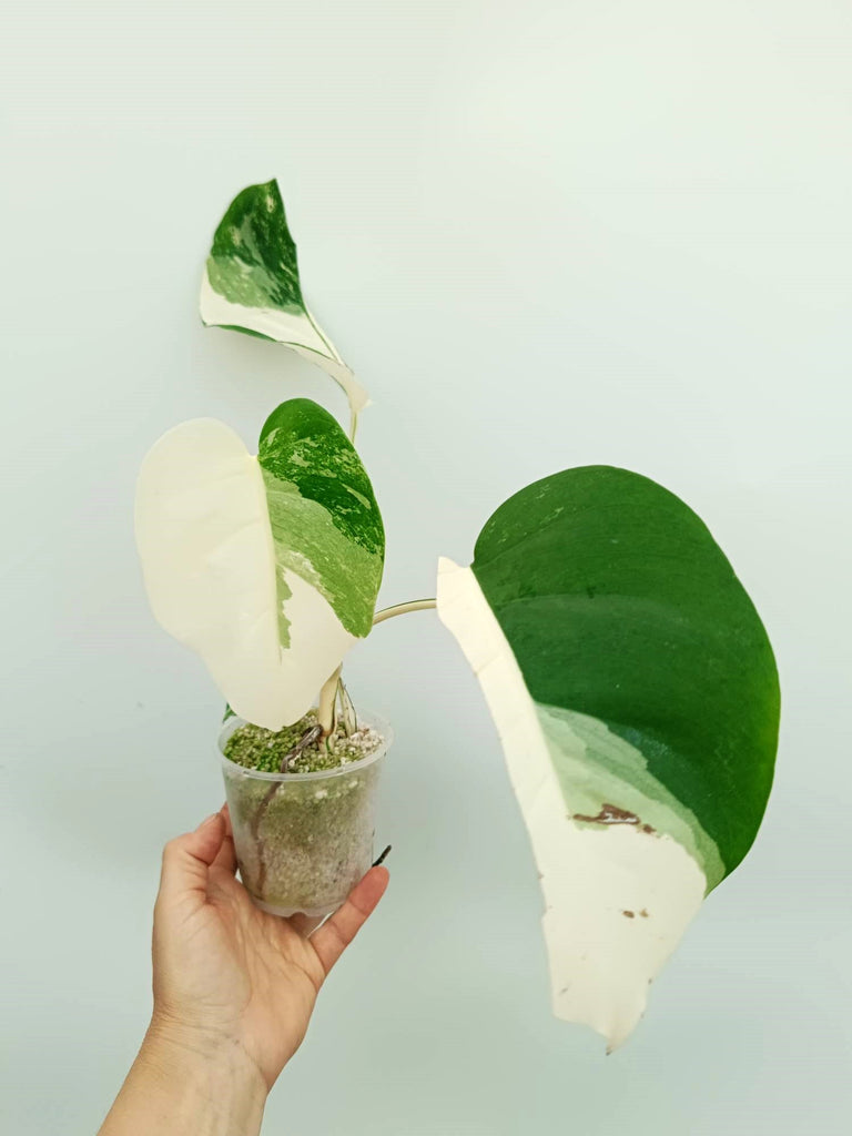 Monstera albo variegata EXTRA WHITE