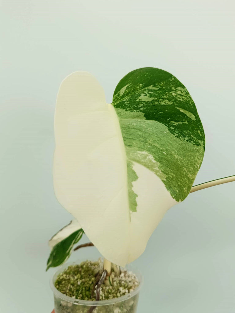 Monstera albo variegata EXTRA WHITE
