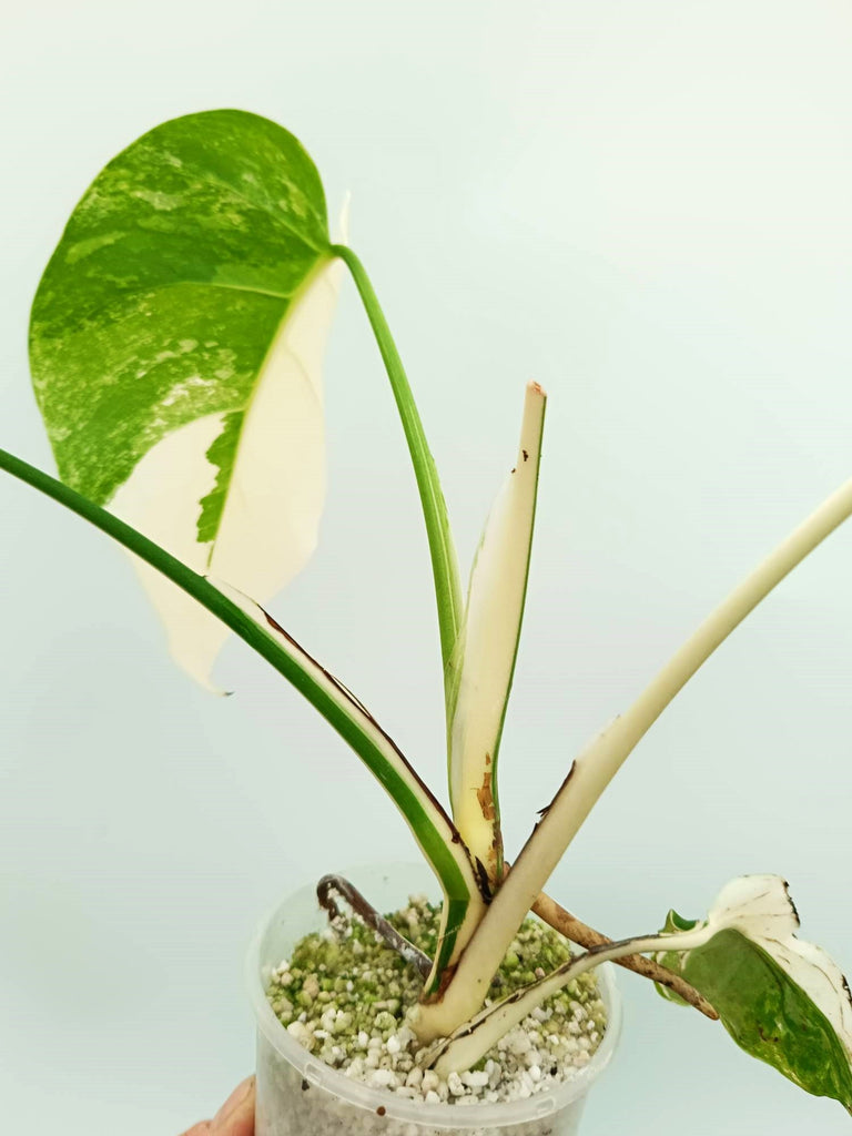 Monstera albo variegata EXTRA WHITE