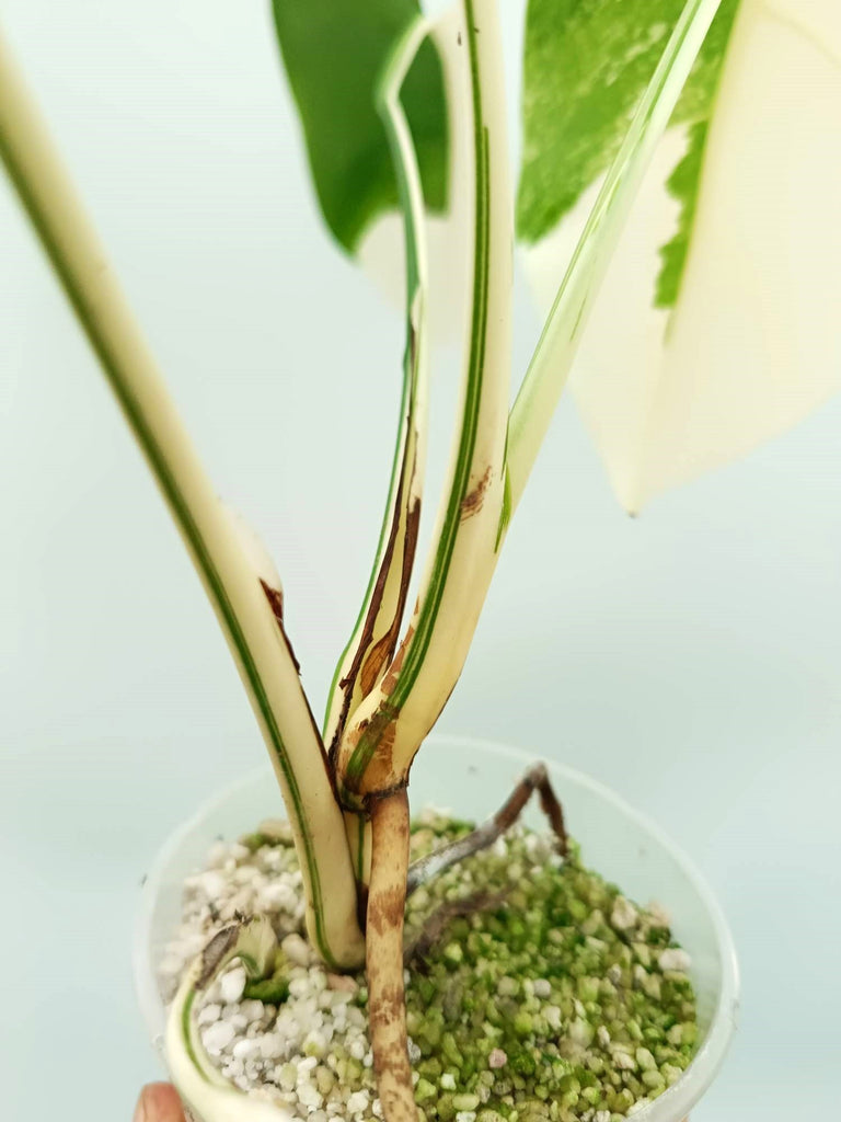 Monstera albo variegata EXTRA WHITE