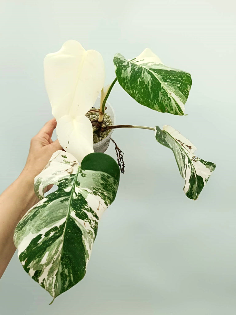 Monstera albo variegata EXTRA WHITE