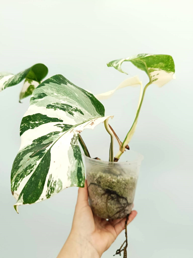 Monstera albo variegata EXTRA WHITE