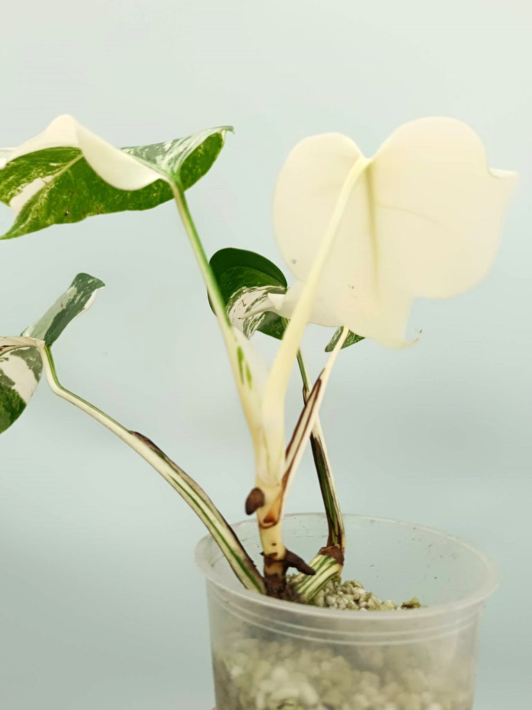 Monstera albo variegata EXTRA WHITE