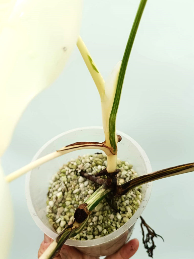 Monstera albo variegata EXTRA WHITE