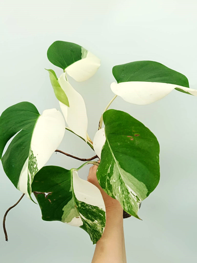 Monstera albo variegata EXTRA WHITE