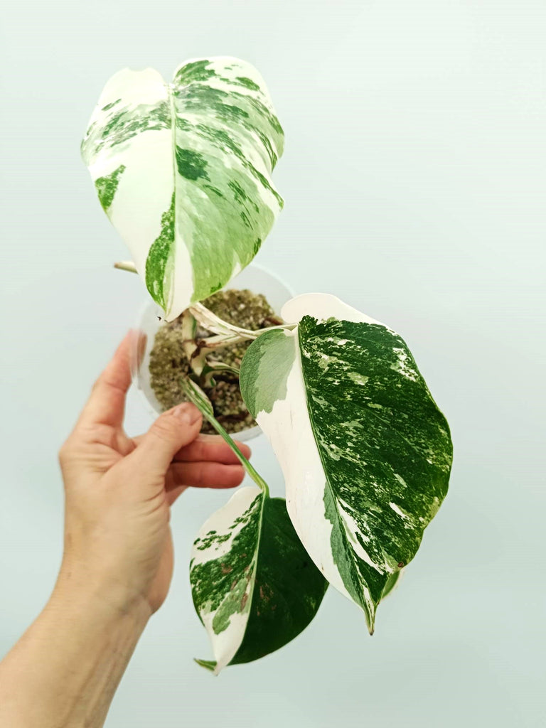 Monstera albo variegata EXTRA WHITE