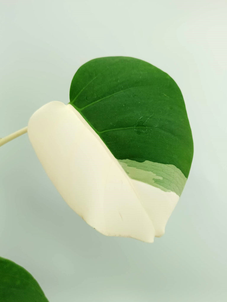 Monstera albo variegata EXTRA WHITE