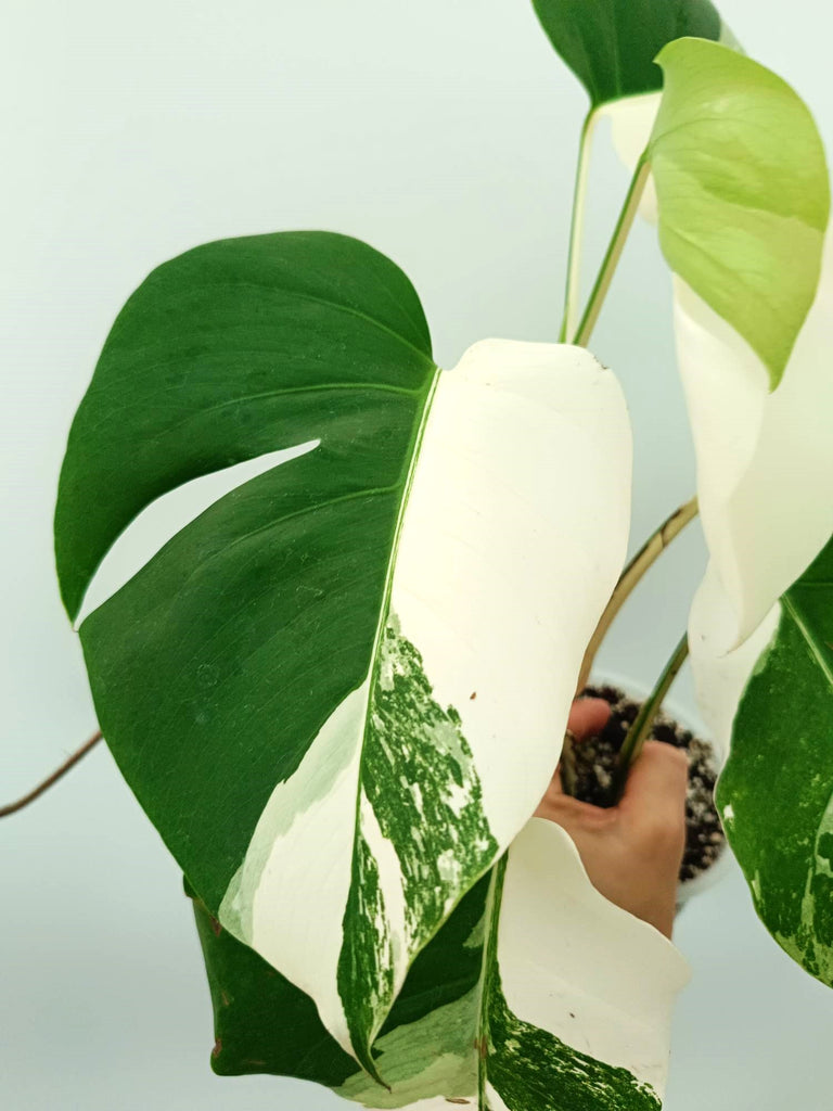 Monstera albo variegata EXTRA WHITE
