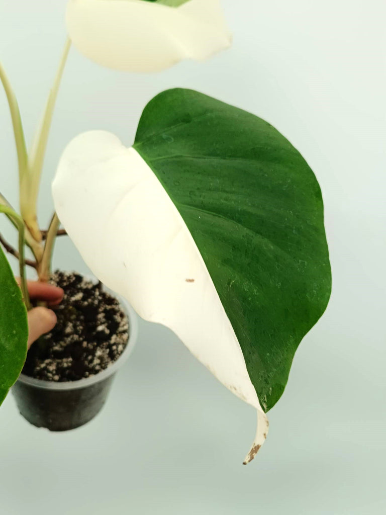 Monstera albo variegata EXTRA WHITE