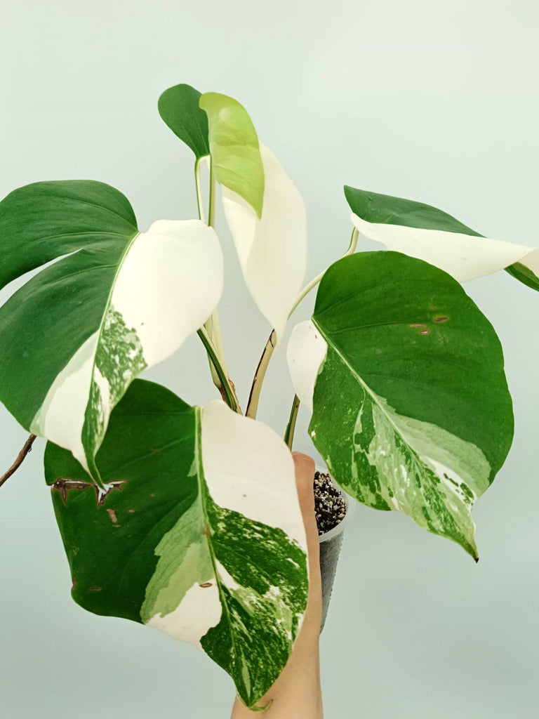 Monstera albo variegata EXTRA WHITE