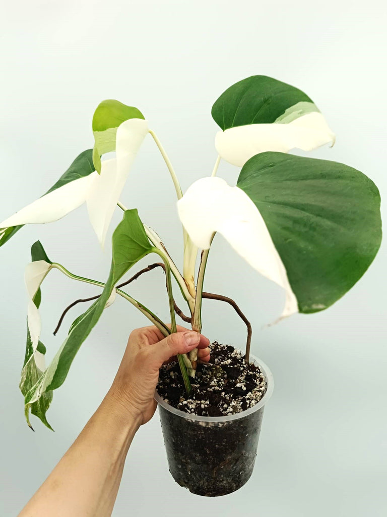 Monstera albo variegata EXTRA WHITE