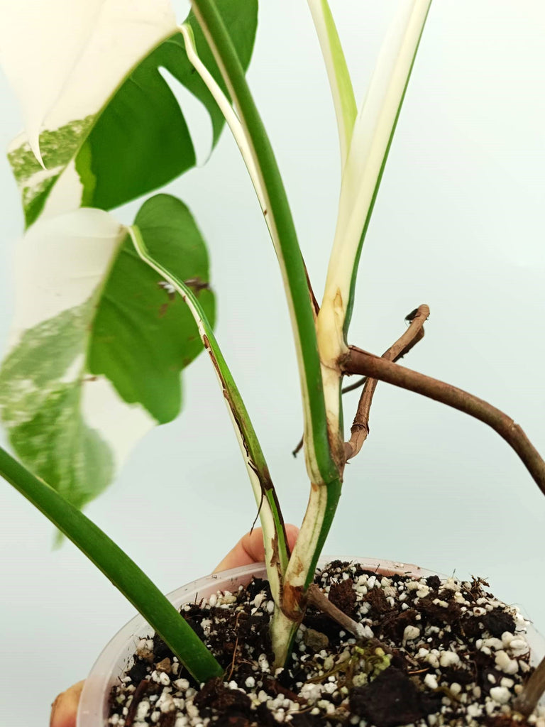 Monstera albo variegata EXTRA WHITE
