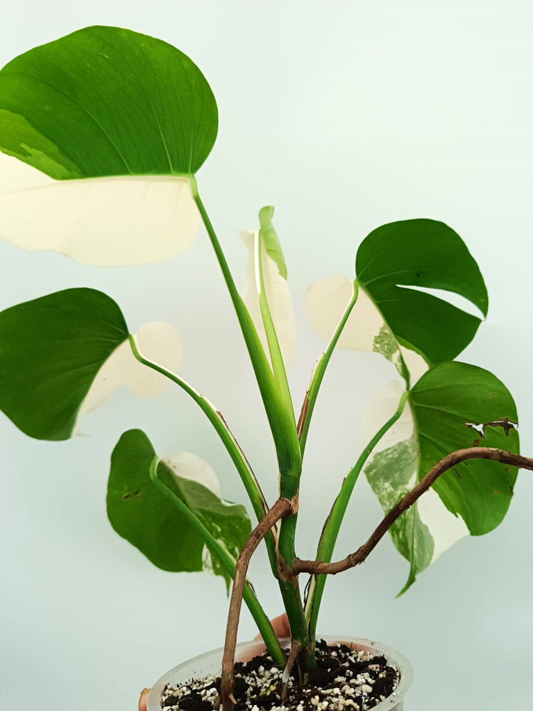 Monstera albo variegata EXTRA WHITE