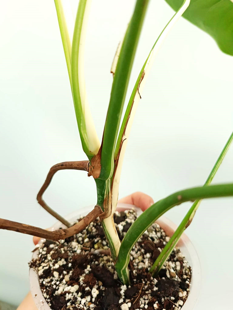 Monstera albo variegata EXTRA WHITE