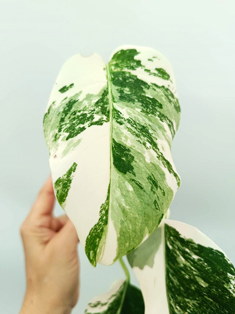 Monstera albo variegata EXTRA WHITE
