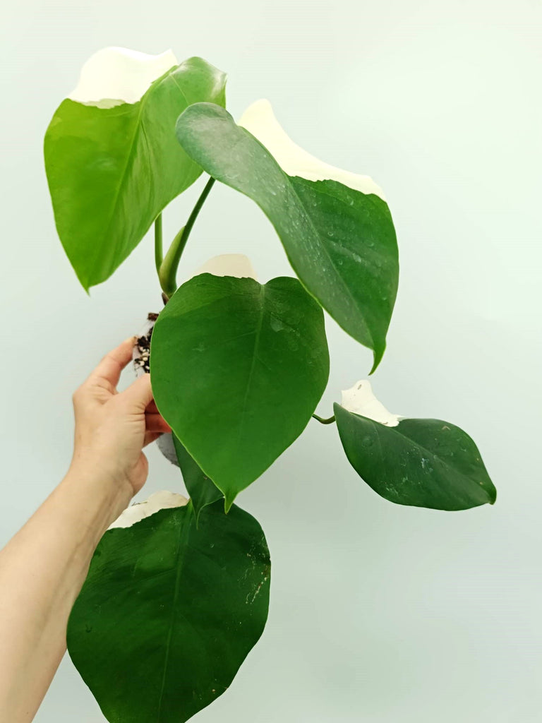 Monstera albo variegata SOLID WHITE