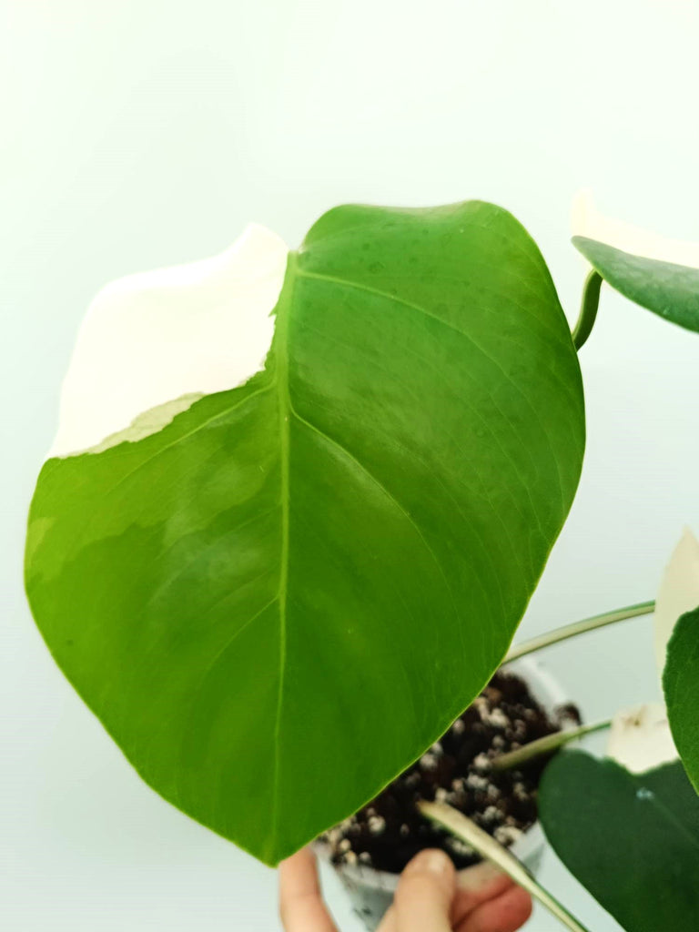 Monstera albo variegata SOLID WHITE