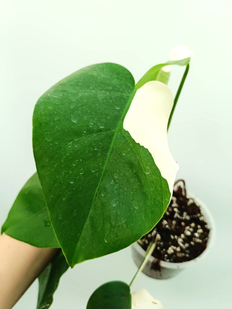 Monstera albo variegata SOLID WHITE