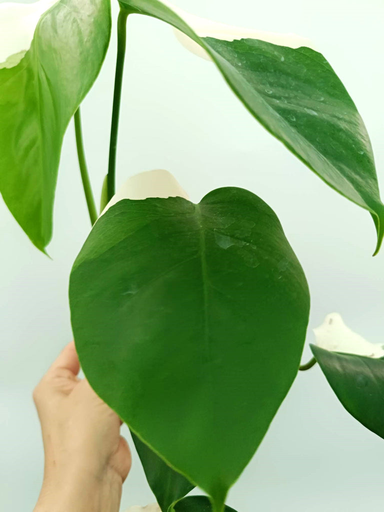 Monstera albo variegata SOLID WHITE
