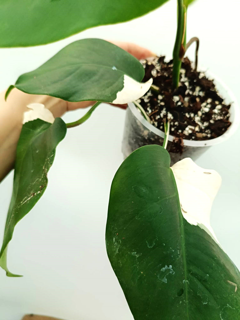 Monstera albo variegata SOLID WHITE