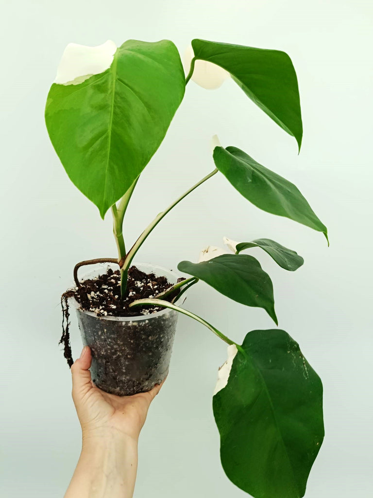 Monstera albo variegata SOLID WHITE
