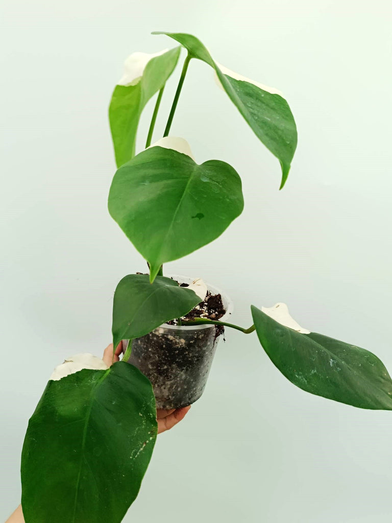 Monstera albo variegata SOLID WHITE