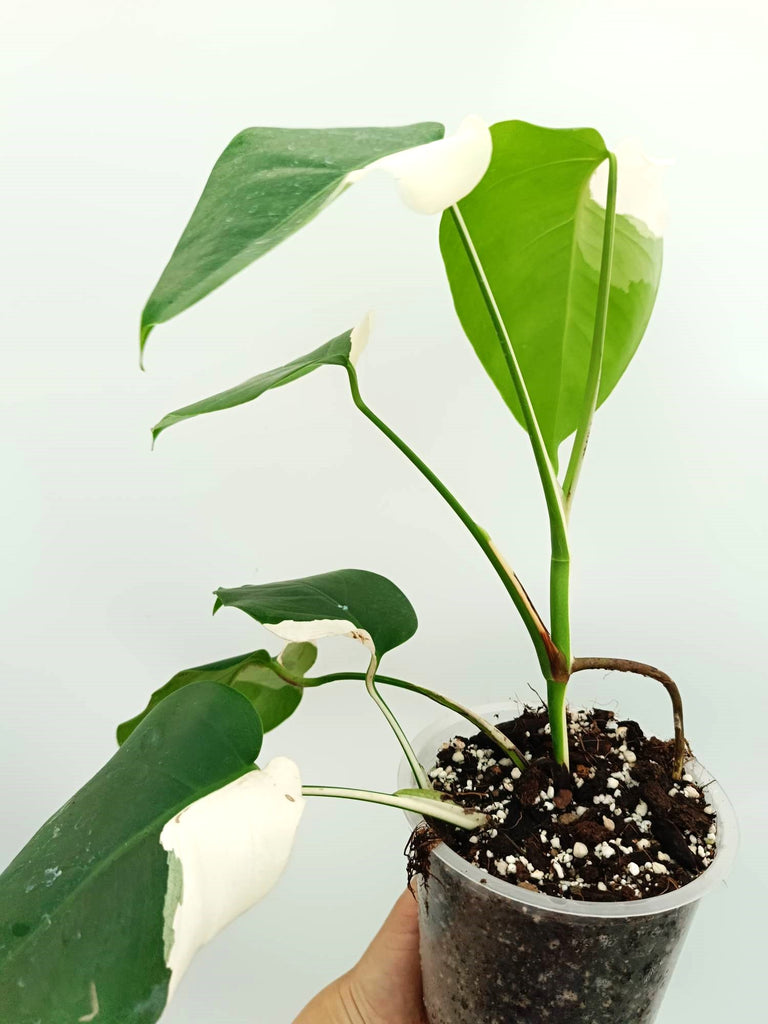 Monstera albo variegata SOLID WHITE